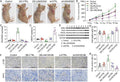 Anti-Ki67/Mki67 Antibody