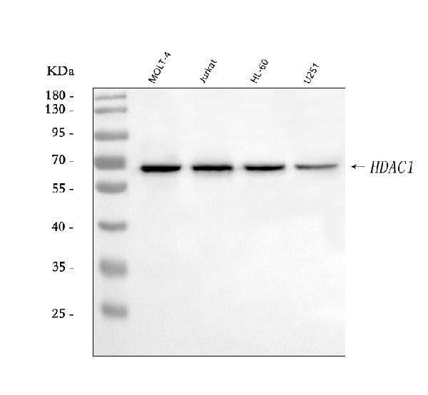 Anti-HDAC1 Antibody Picoband®