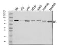 Anti-E2F1 Antibody Picoband®