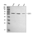 Anti-E2F1 Antibody Picoband®