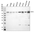 Anti-BMAL1/ARNTL Antibody Picoband®