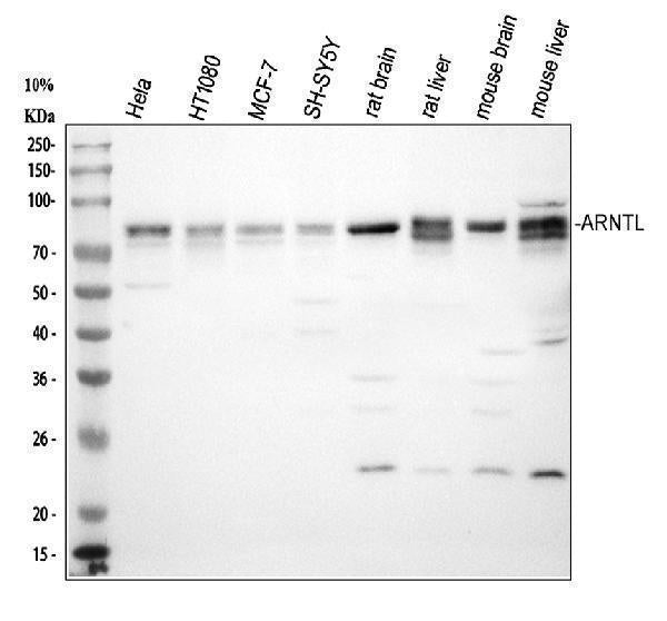 Anti-BMAL1/ARNTL Antibody Picoband®