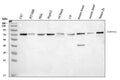 Anti-BMAL1/ARNTL Antibody Picoband®