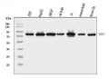 Anti-NAK/TBK1 Antibody Picoband®