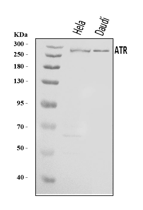 Anti-ATR Antibody Picoband®