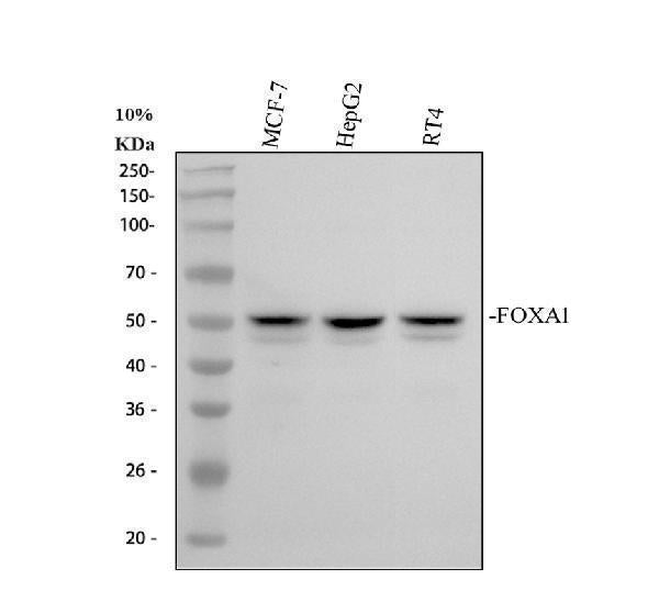 Anti-FOXA1 Antibody Picoband®