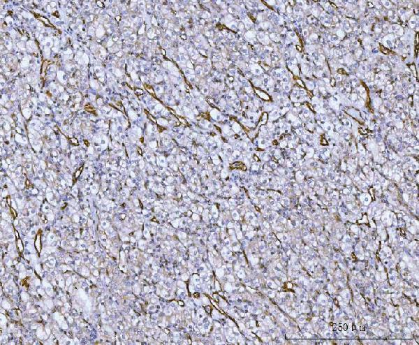 Anti-Von Willebrand Factor/VWF Antibody