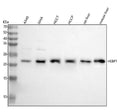 Anti-HEBP1 Antibody Picoband®