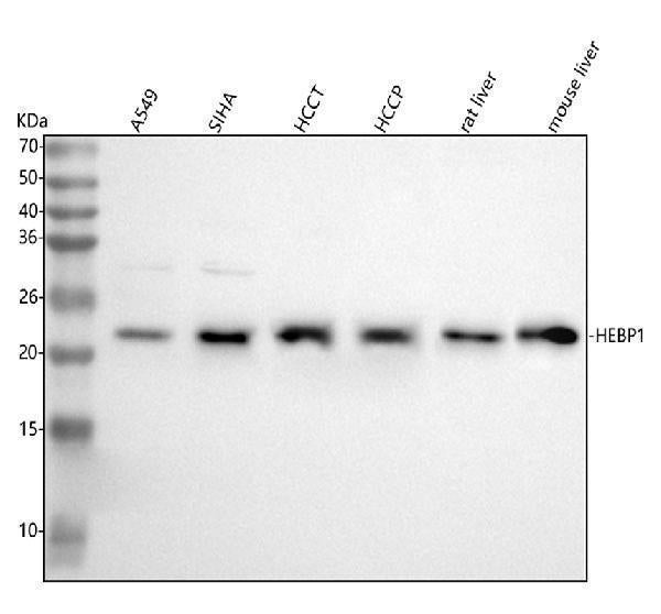 Anti-HEBP1 Antibody Picoband®