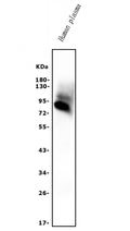 Anti-AFM Antibody Picoband®