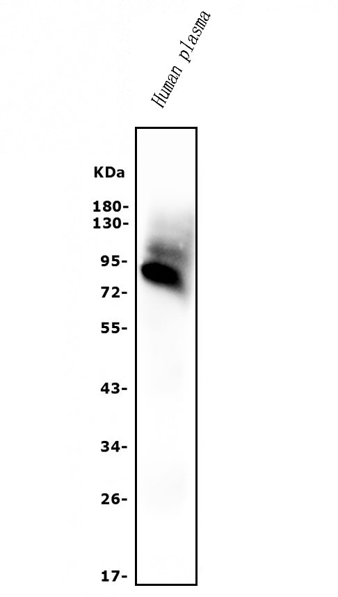 Anti-AFM Antibody Picoband®