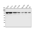 Anti-Afm Antibody Picoband®
