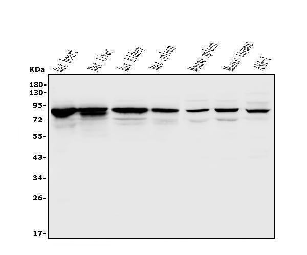 Anti-Afm Antibody Picoband®