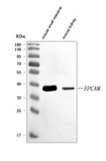Anti-CD326/Epcam Antibody Picoband®