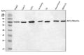 Anti-NF2/Merlin Antibody Picoband®