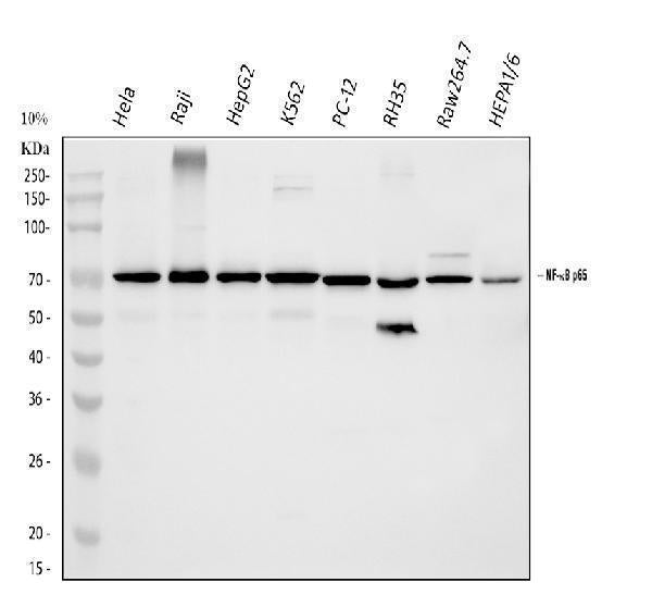 Anti-NF-kB p65/RELA Antibody Picoband®