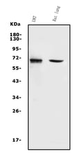 Anti-MMP2 Antibody Picoband®