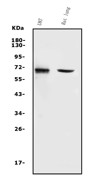 Anti-MMP2 Antibody Picoband®