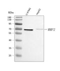 Anti-MMP2 Antibody Picoband®