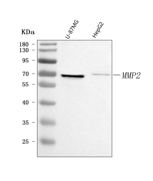 Anti-MMP2 Antibody Picoband®