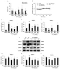 Anti-MMP2 Antibody Picoband®