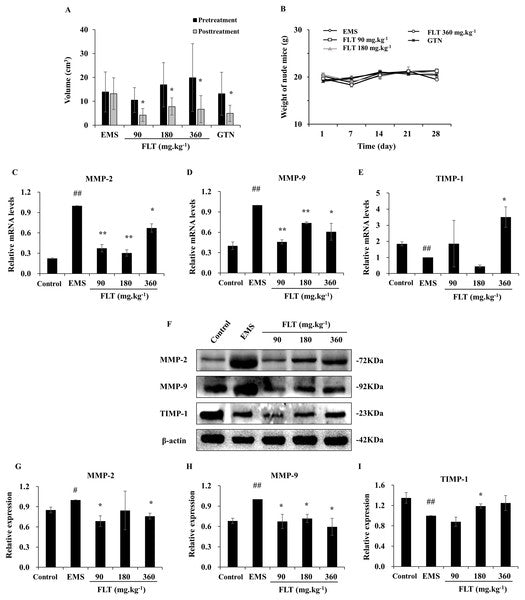 Anti-MMP2 Antibody Picoband®