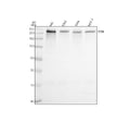 Anti-SON Antibody Picoband®