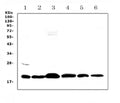 Anti-ICOS Antibody Picoband®