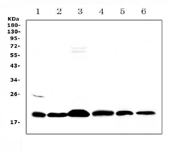 Anti-ICOS Antibody Picoband®