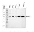 Anti-MEK1/MAP2K1 Antibody Picoband®