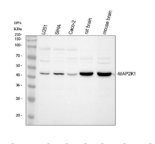 Anti-MEK1/MAP2K1 Antibody Picoband®