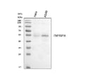 Anti-TNF Receptor I/TNFRSF1A Antibody Picoband®
