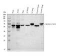 Anti-TNFRSF1A Antibody Picoband®