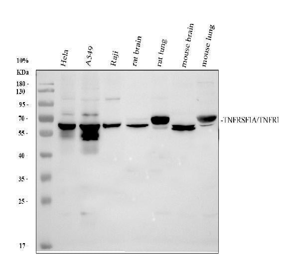 Anti-TNFRSF1A Antibody Picoband®