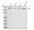 Anti-ERBB4 Antibody Picoband®