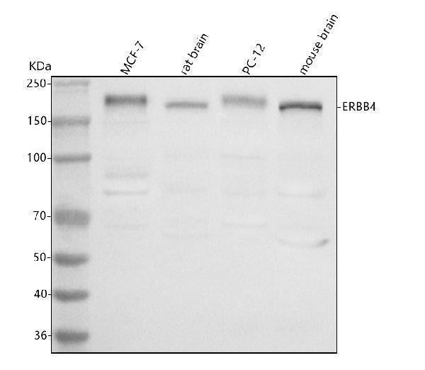 Anti-ERBB4 Antibody Picoband®