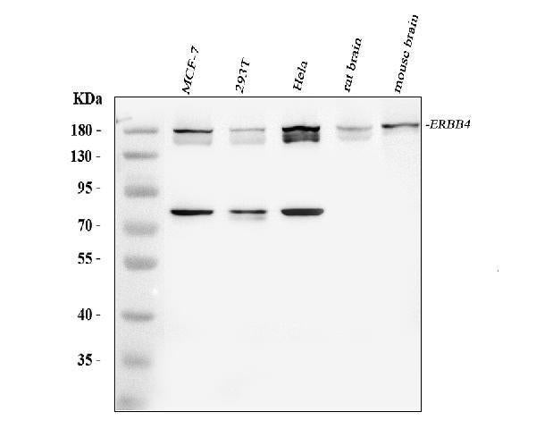 Anti-ErbB 4/ERBB4 Antibody Picoband®