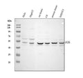 Anti-c-Fos/FOS Antibody Picoband®