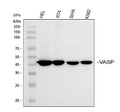 Anti-VASP Antibody Picoband®