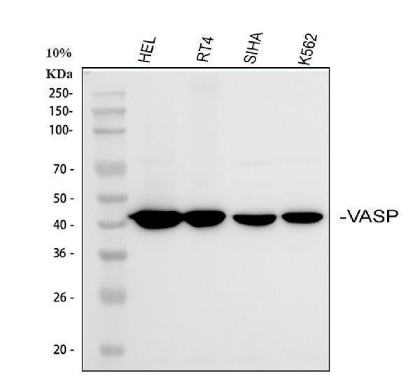 Anti-VASP Antibody Picoband®