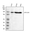 Anti-IFNAR1 Antibody Picoband®