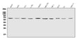 Anti-IL2 Receptor gamma/IL2RG Antibody Picoband®