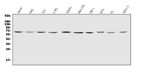 Anti-IL2 Receptor gamma/IL2RG Antibody Picoband®