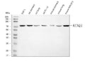 Anti-KCNQ1 Antibody Picoband®