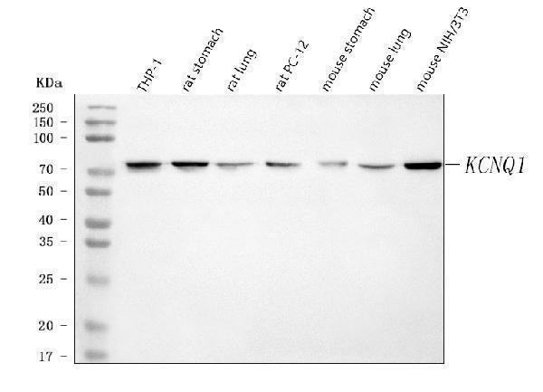 Anti-KCNQ1 Antibody Picoband®