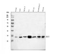 Anti-DDIT3 Antibody Picoband®
