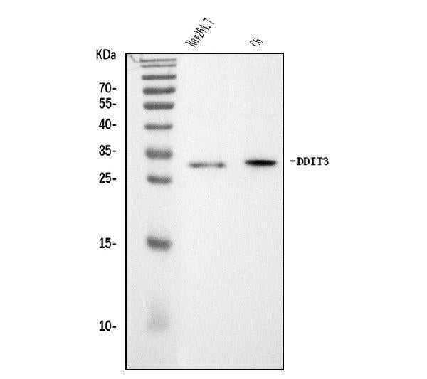 Anti-Ddit3 Antibody Picoband®