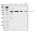 Anti-PI 3 Kinase p85 alpha/PIK3R1 Antibody Picoband®