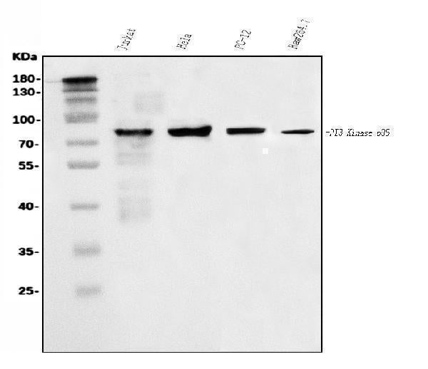 Anti-PI 3 Kinase p85 alpha/PIK3R1 Antibody Picoband®