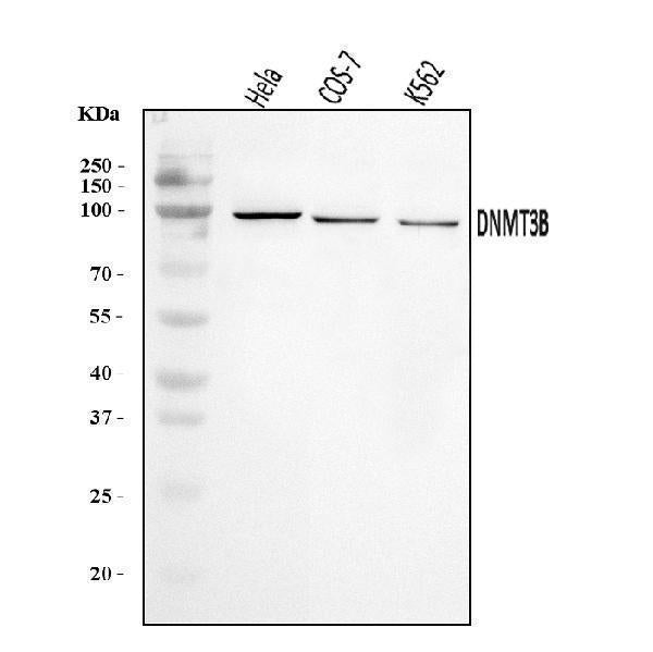 Anti-DNMT3B Antibody Picoband®